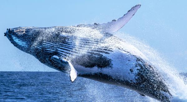 Baleine casse-cou